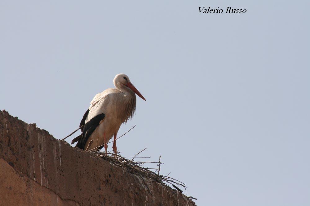 foto dal marocco